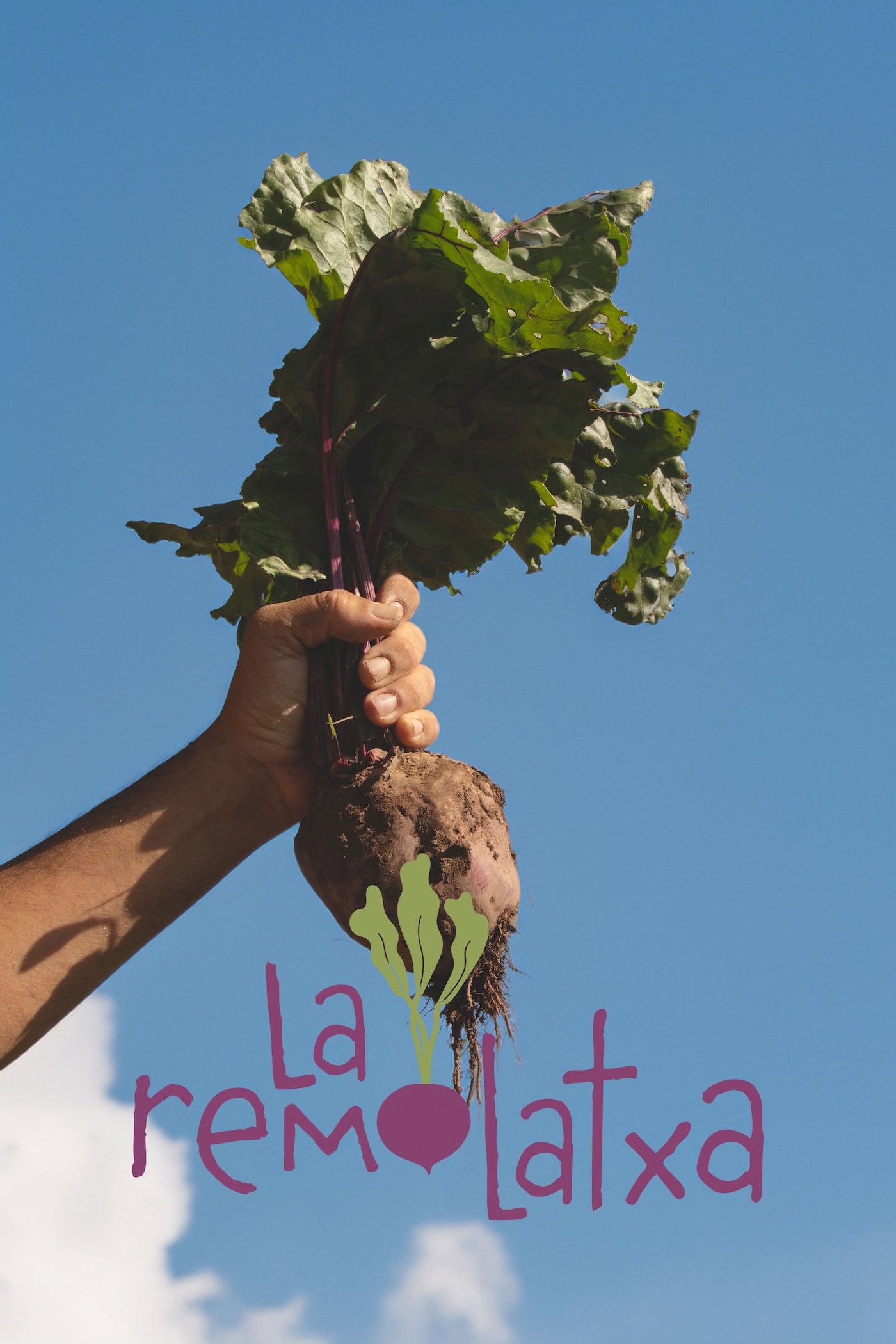 Mà aixecant una remolatxa acabada de collir amb el logotip de La Remolatxa, nova identitat visual creada per Sarau Estudi